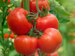 Grow Lights For Tomatoes
