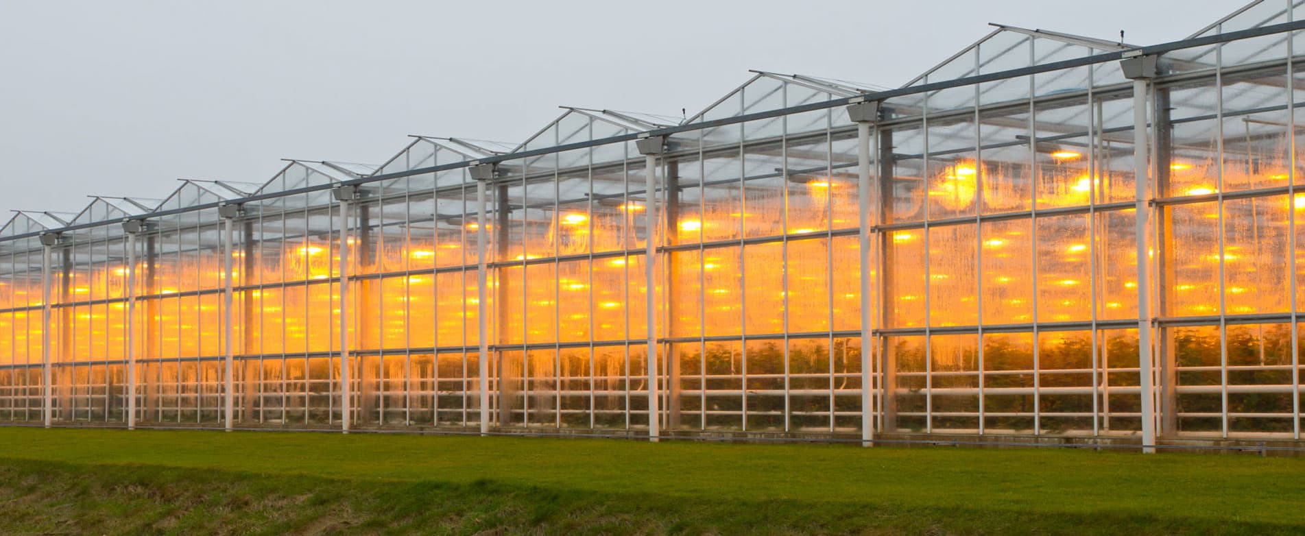 Οδηγημένα φώτα αύξησης για την κάθετη γεωργία
